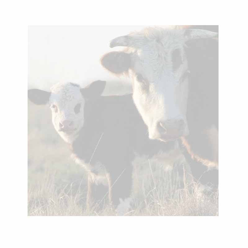 Cow Love Sticky Notes