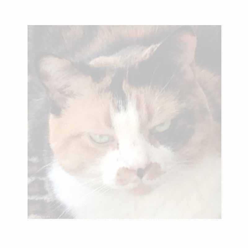 Cutie Bear Cat Sticky Notes