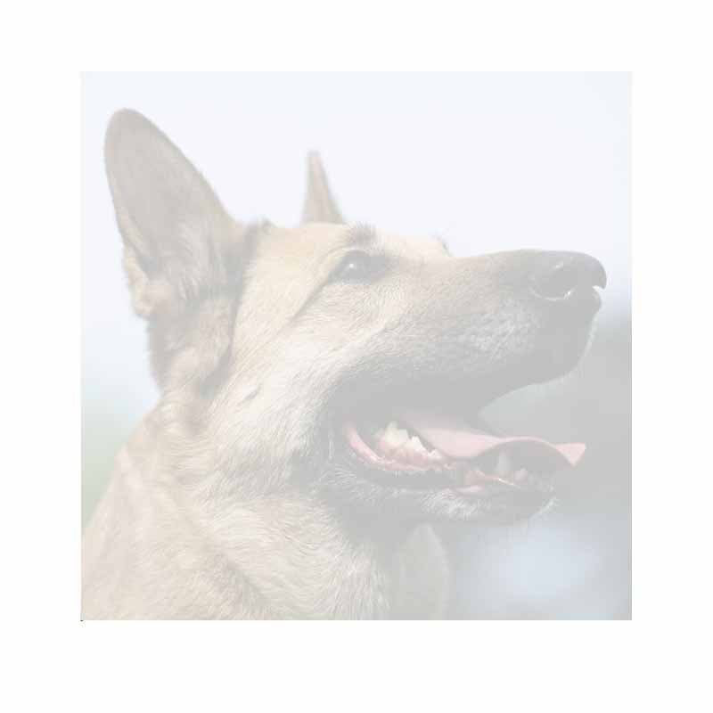 German Shepherd Sticky Notes