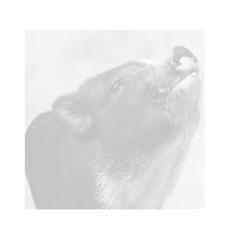 Pig Love Sticky Notes