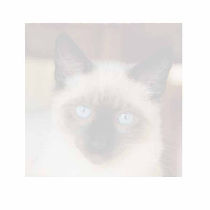 Siamese Cat Face Sticky Notes