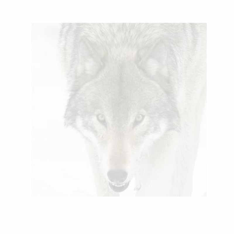 Wolf Face Post-It® Sticky Notes - Set of 3 - Blank or Personalized