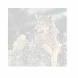 Wolf on Rocks Sticky Notes - Set of 3 - Blank or Personalized