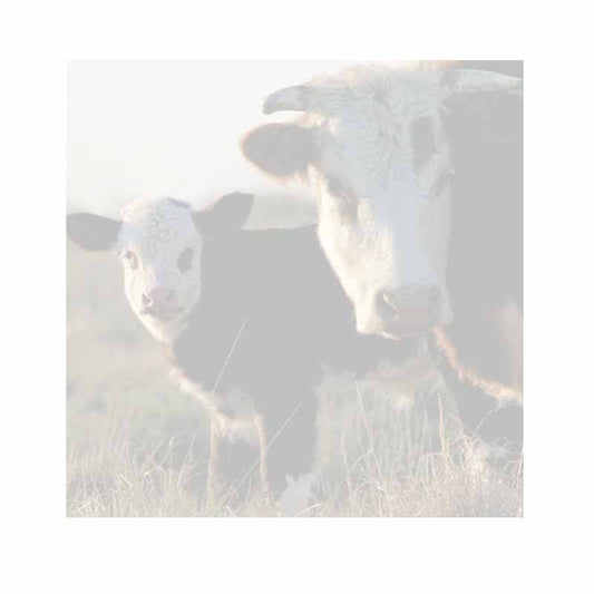 Cow Love Sticky Notes