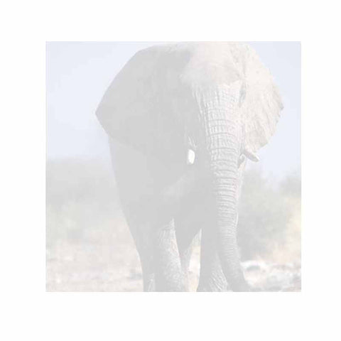 Elephant Post-It® Sticky Notes - Blank or Personalized