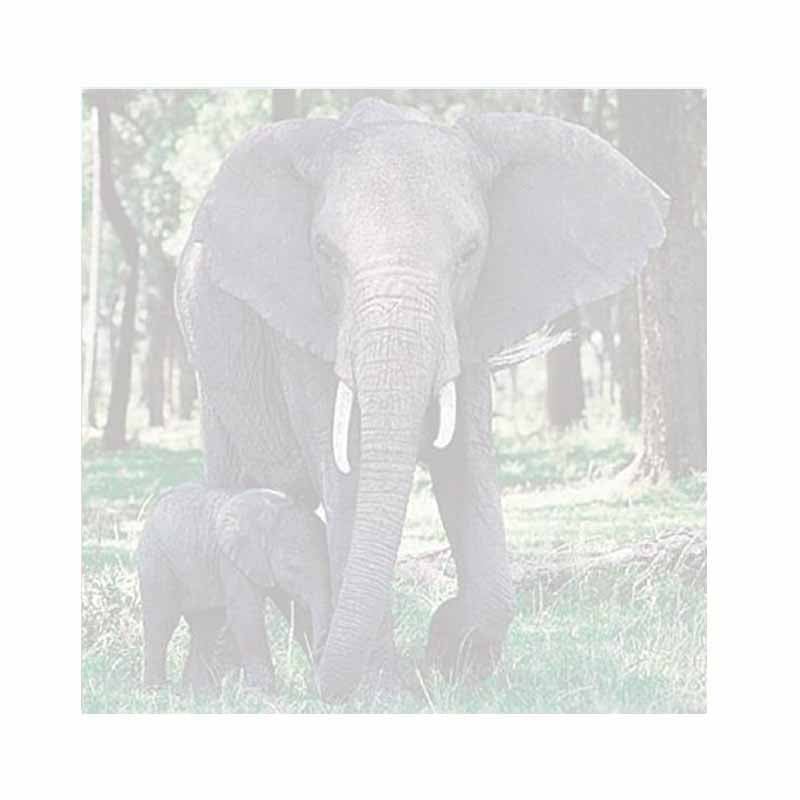 Elephant and Baby Sticky Notes