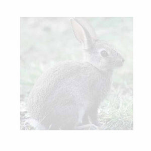 Rabbit Sticky Notes - Set of 3 - Blank or Personalized