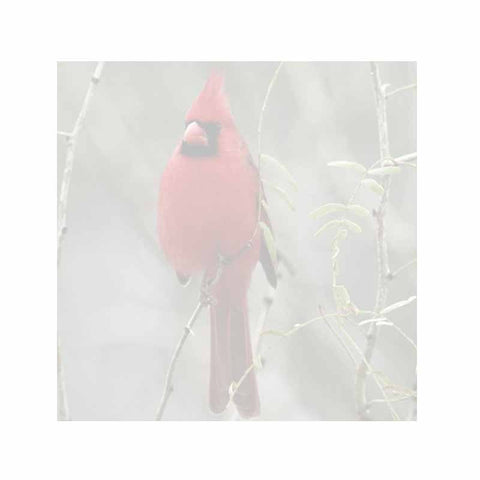 Cardinal Bird Sticky Notes - Set of 3 - Blank or Personalized