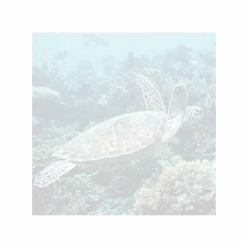 Sea Turtle Sticky Notes