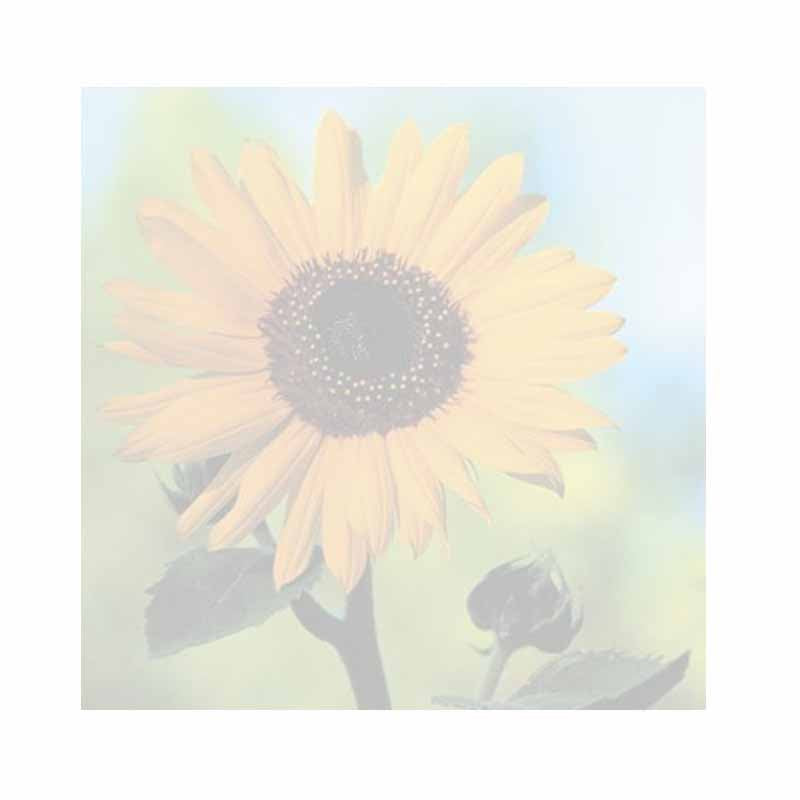 Sunflower Post-It® Sticky Notes - Blank or Personalized