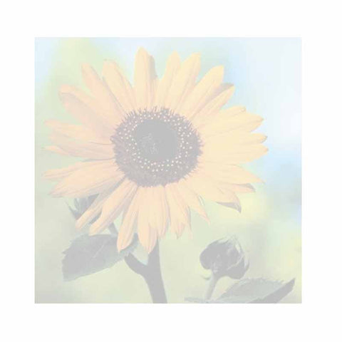 Sunflower Sticky Notes - Set of 3 - Blank or Personalized