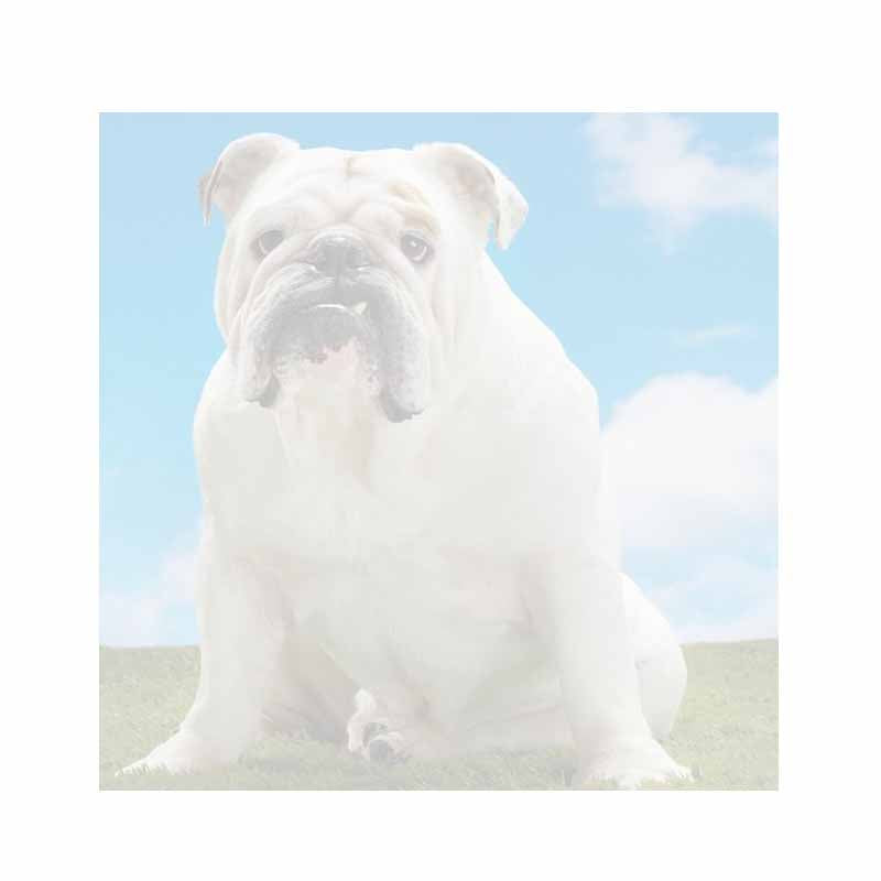 White Bulldog Dog Post-It® Sticky Notes - Blank or Personalized