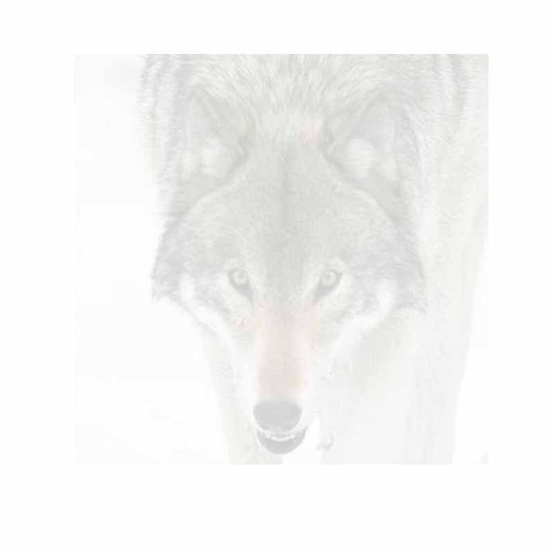 Wolf Face Sticky Notes - Set of 3 - Blank or Personalized