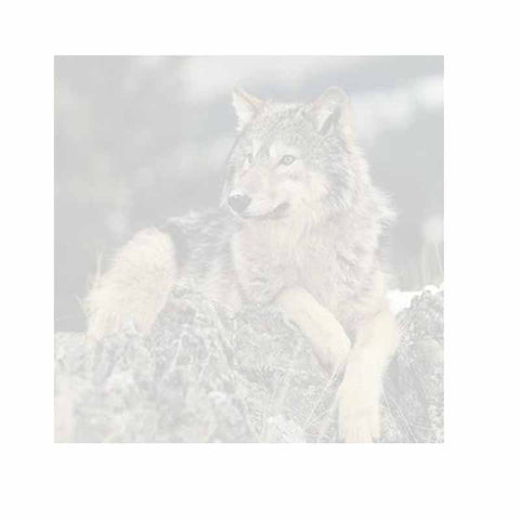 Wolf on Rocks Sticky Notes - Set of 3 - Blank or Personalized